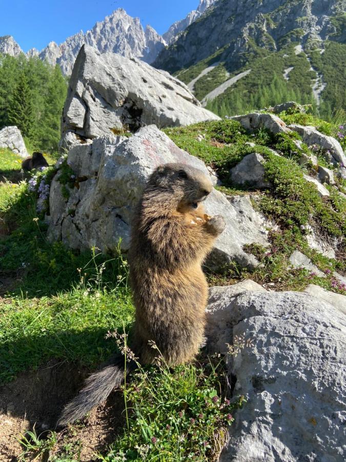 Appartamento Haus Sonnleitner Ramsau am Dachstein Esterno foto